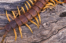 Centipede