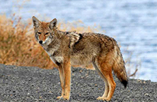 Coyote