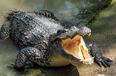 Crocodile