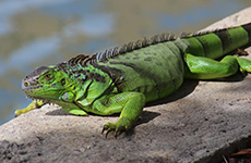 Iguana