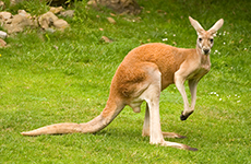 Kangaroo