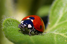 Ladybug