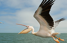 Pelican