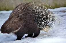 Porcupine