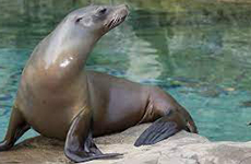 Sea lion