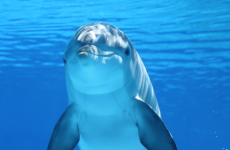 dolphin